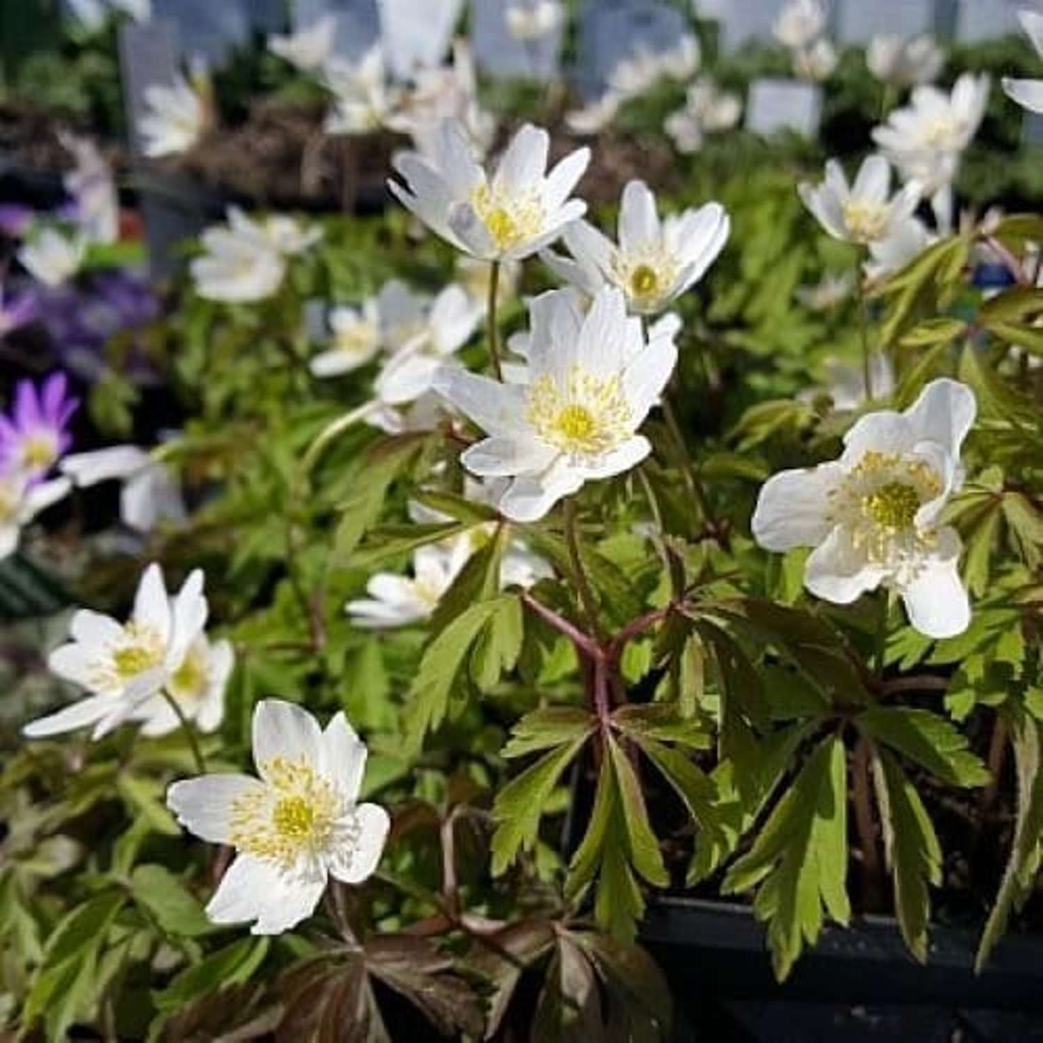 Anemone, hvid skovanemone - Blomsterverden